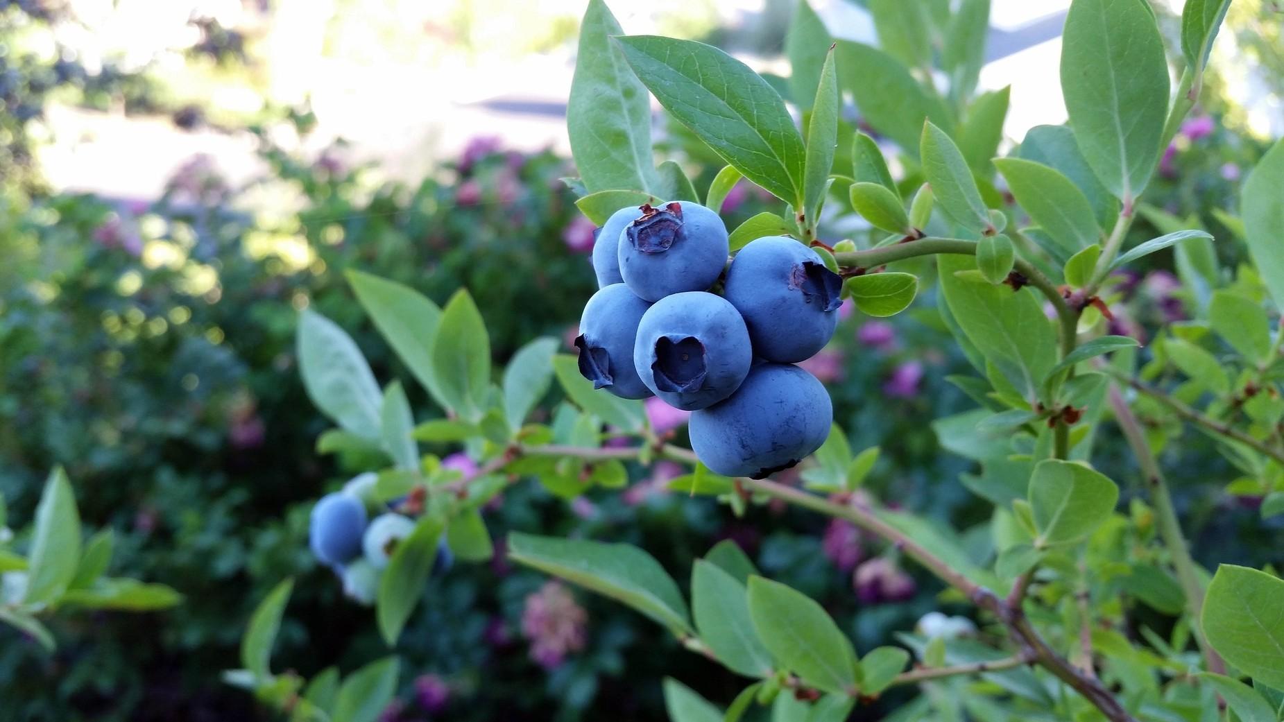 Essential Factors Why It’s Necessary To Choose Blueberry Companion Plants